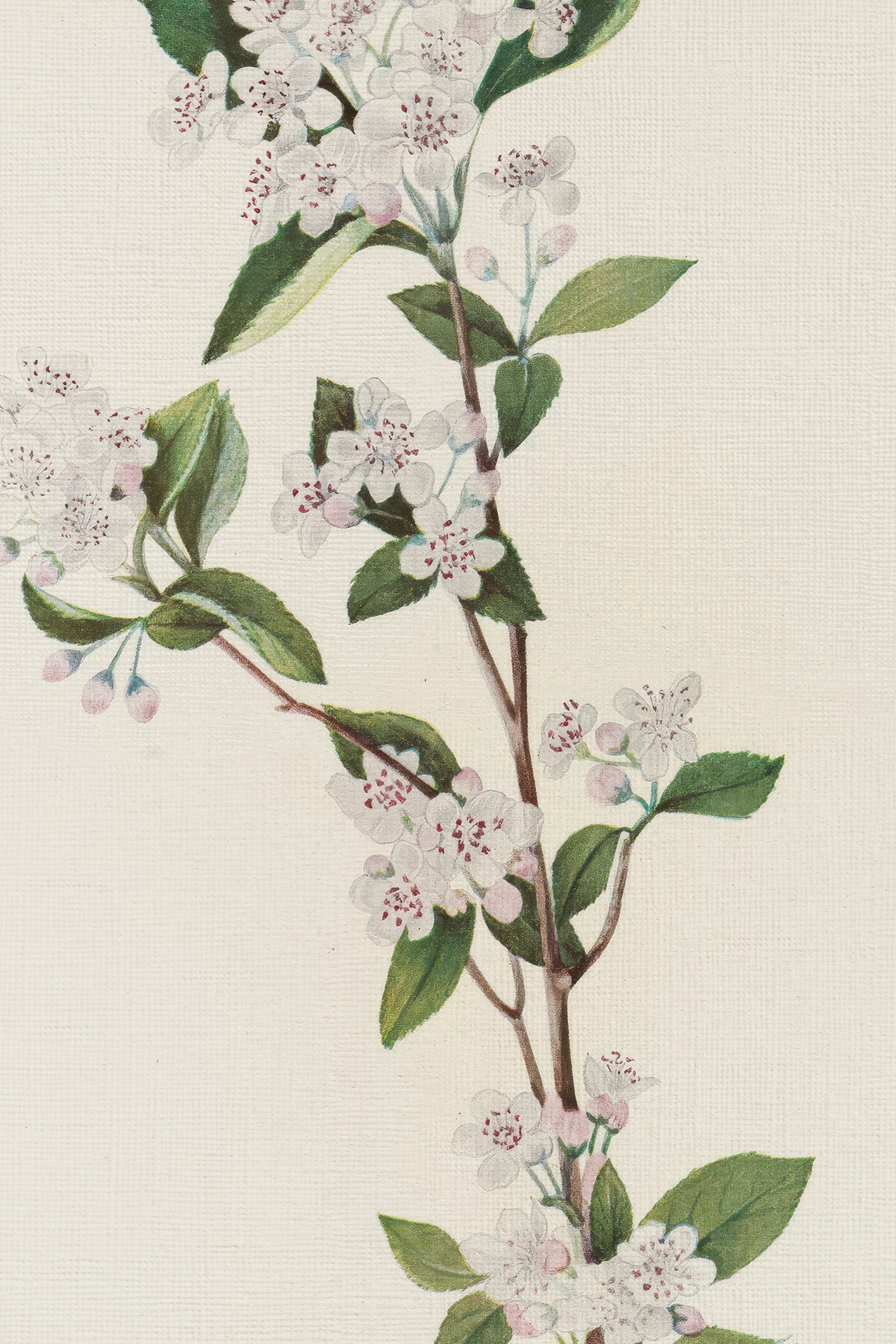 BRANCHE D'ÉPOQUE, VINTAGE SILVER FRAME