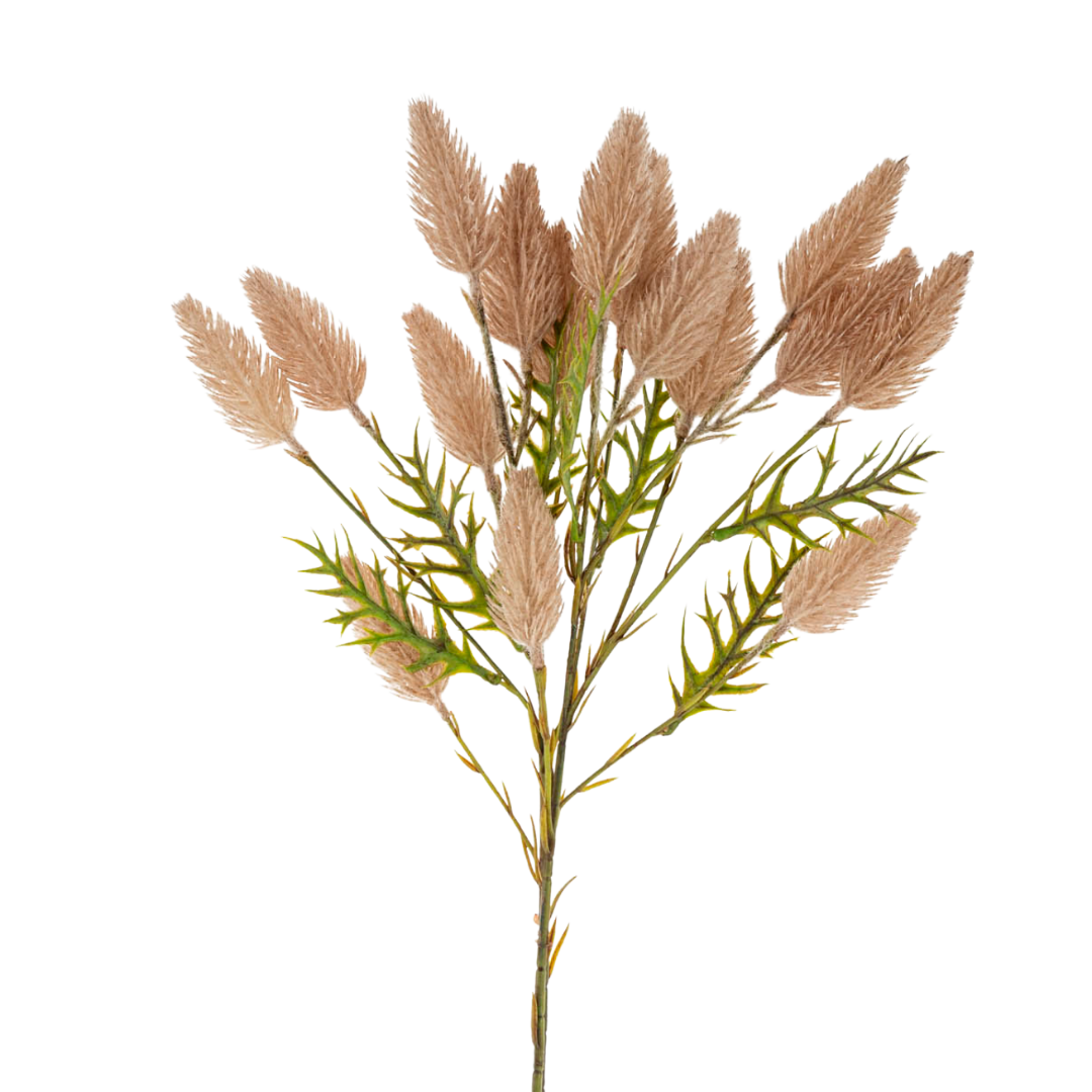 Pussytail Grass Spray