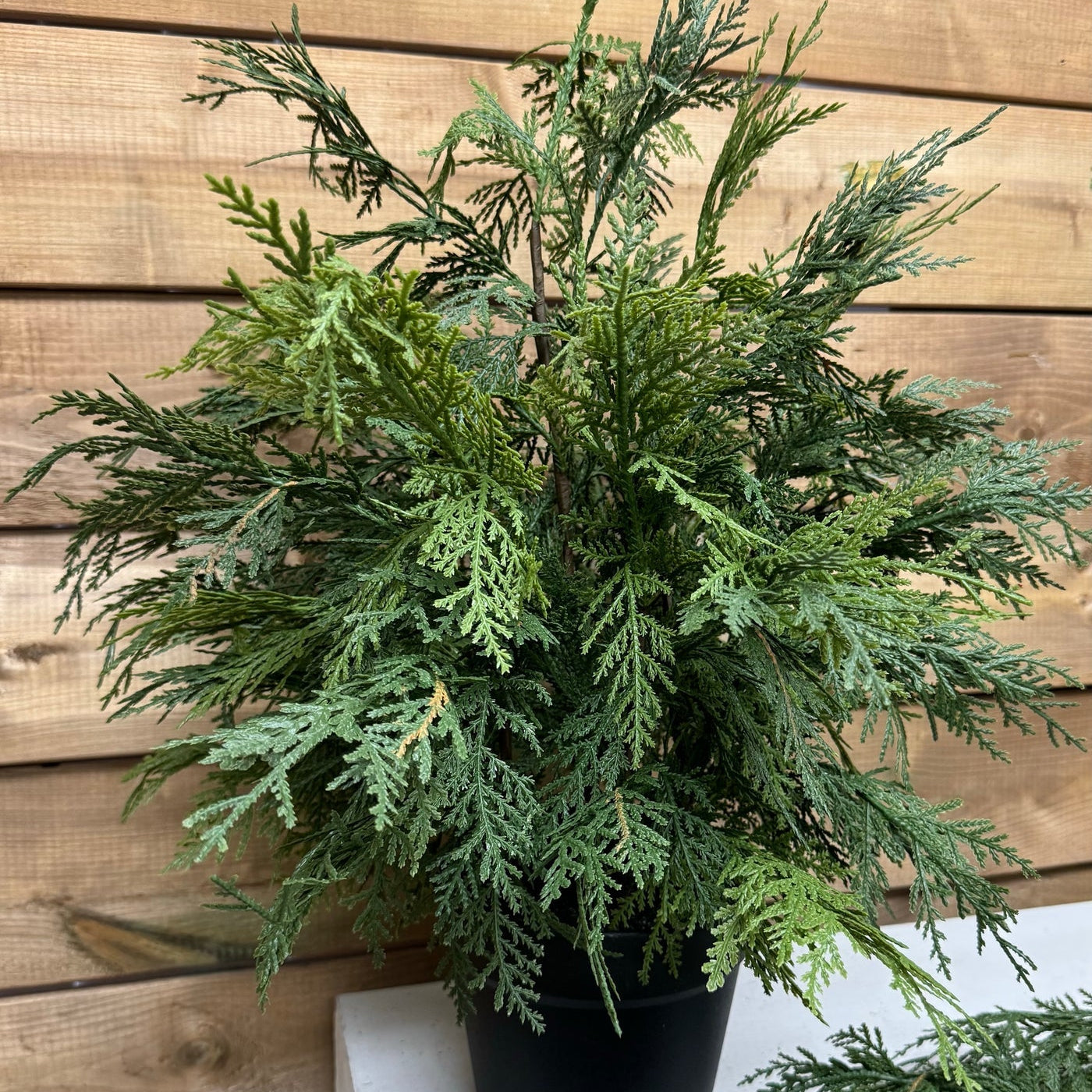 Faux Northern White Cedar Shrub