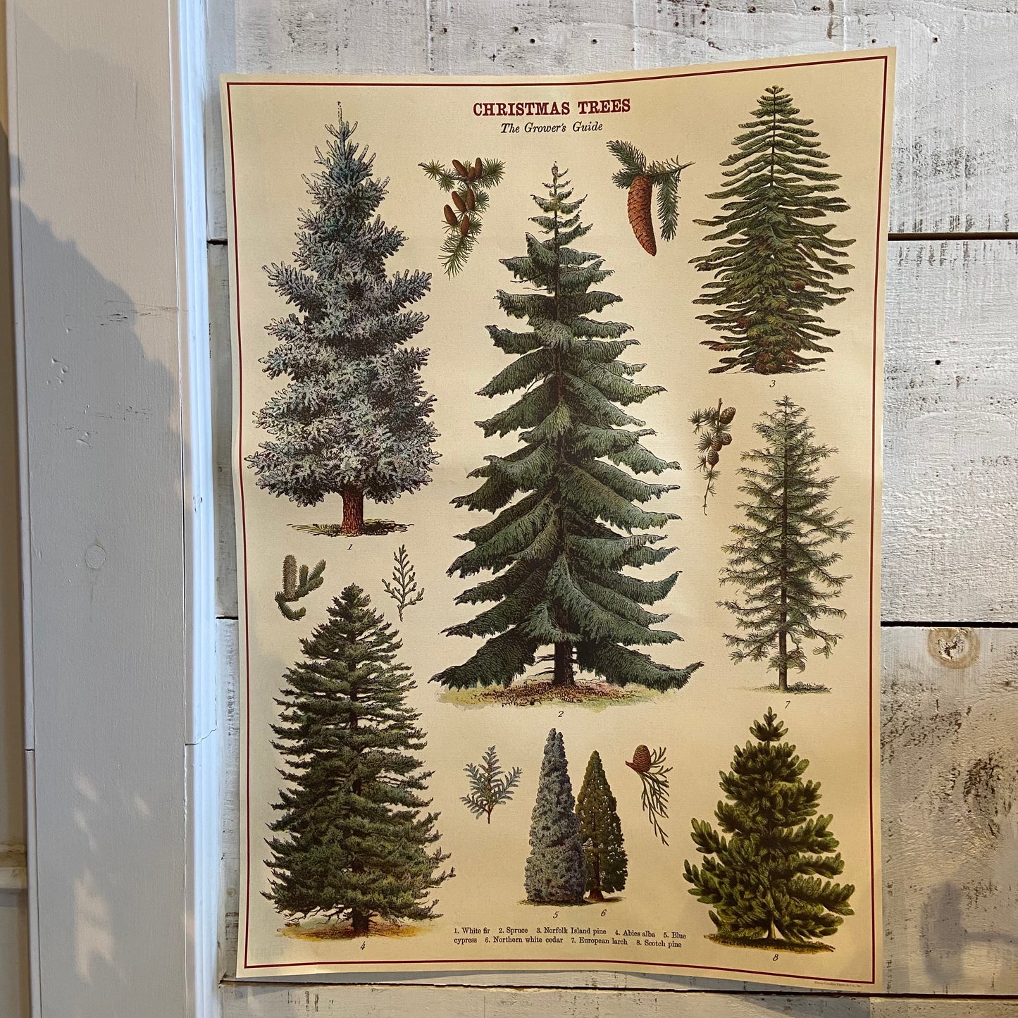 Poster - Christmas Trees