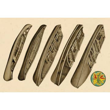Postcard: Canoes