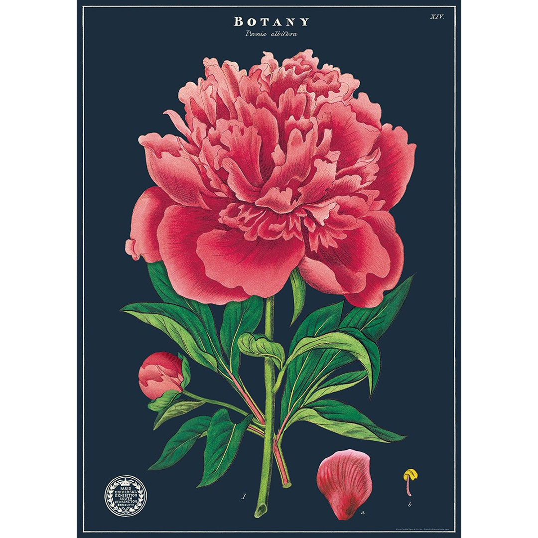 Poster- Botany Study