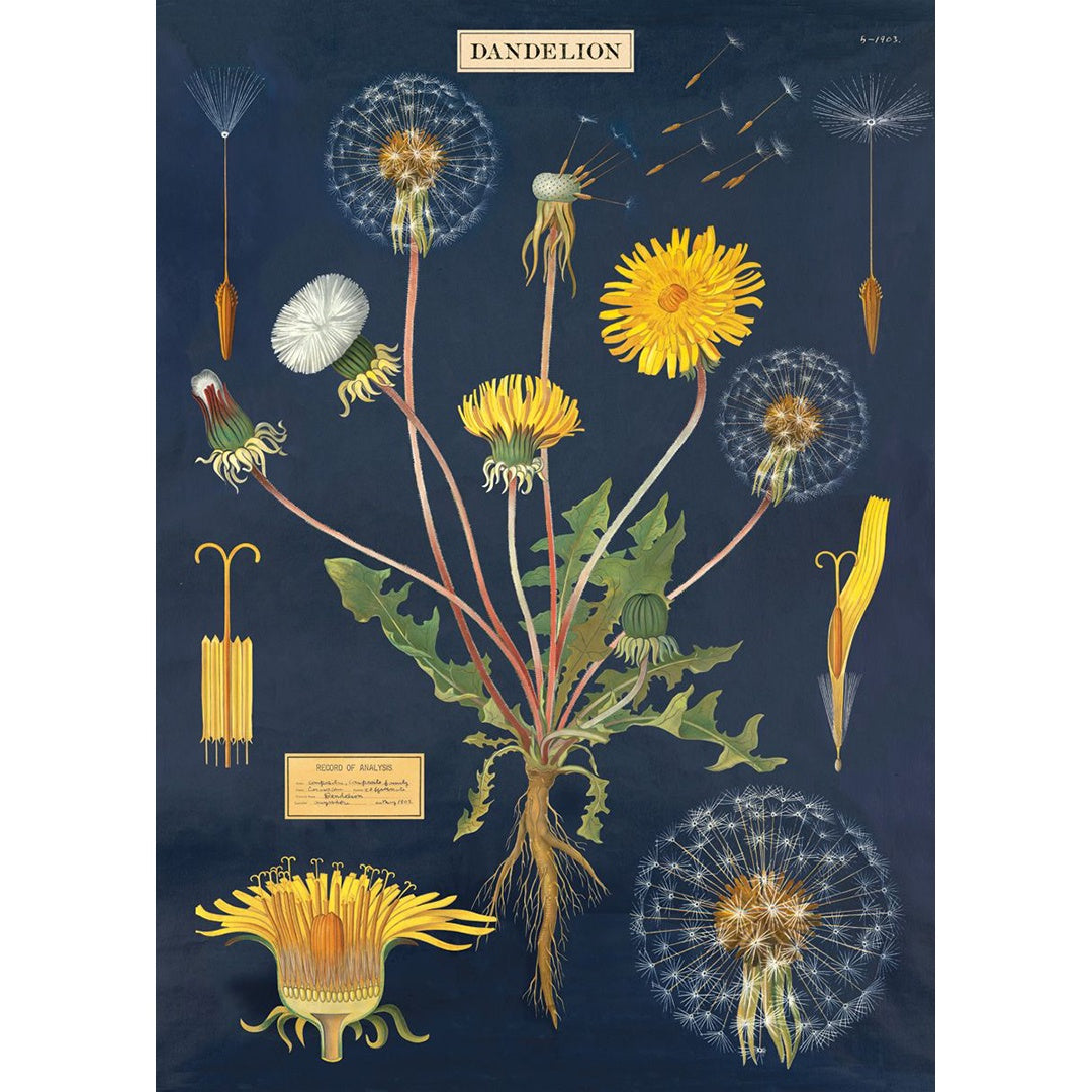 Poster- Dandelion