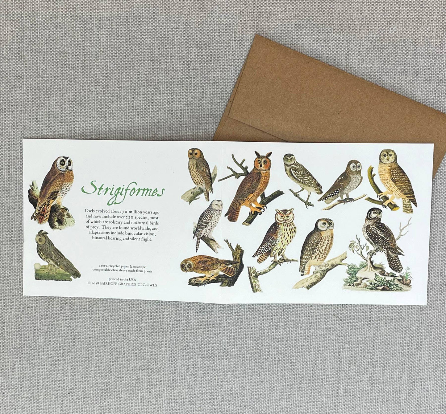 Card: Owl - 100% Recycled Paper
