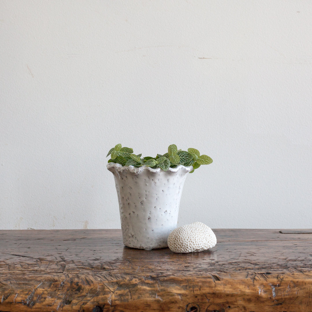 Pie Crust Planter
