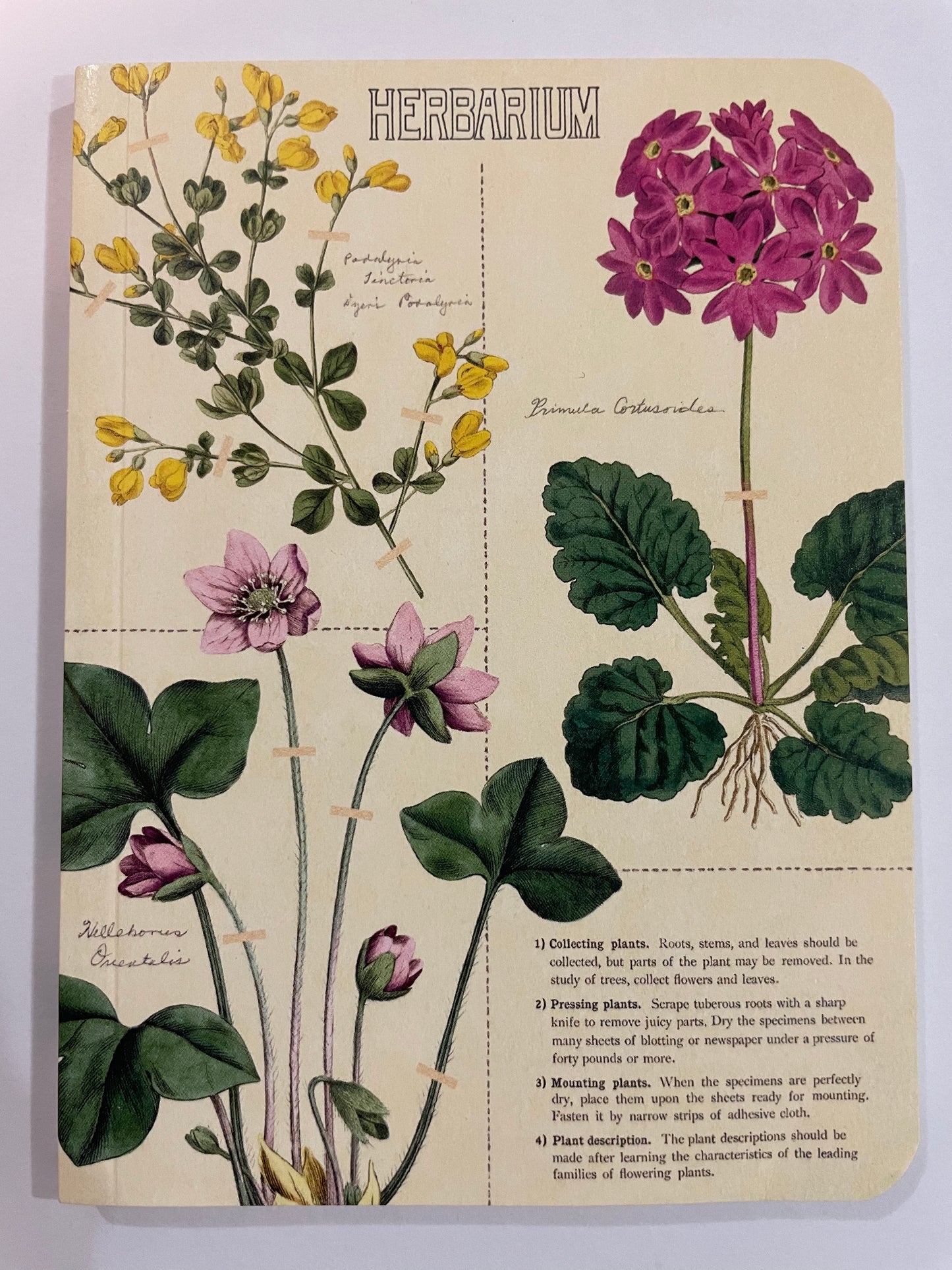 Mini Notebook - Herbarium