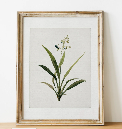 Vintage Print - Botanical 8 x 10