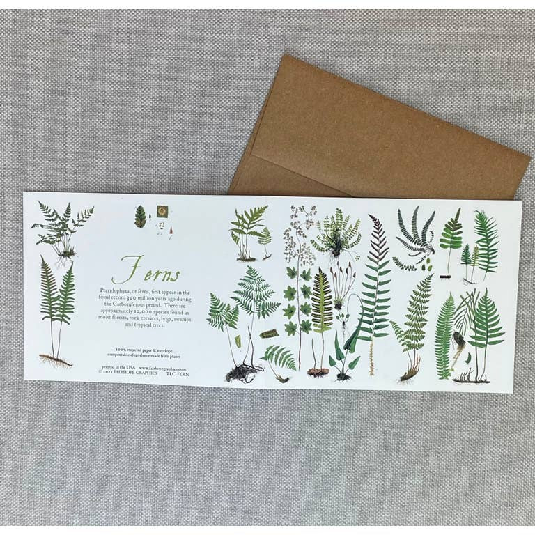 Card: Ferns- 100% Recycled Paper