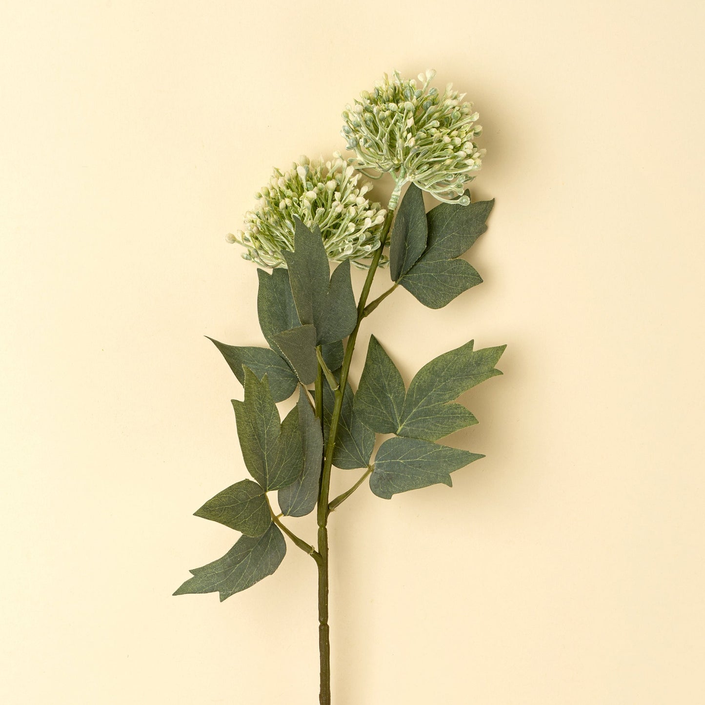 Sedum Spray, Green