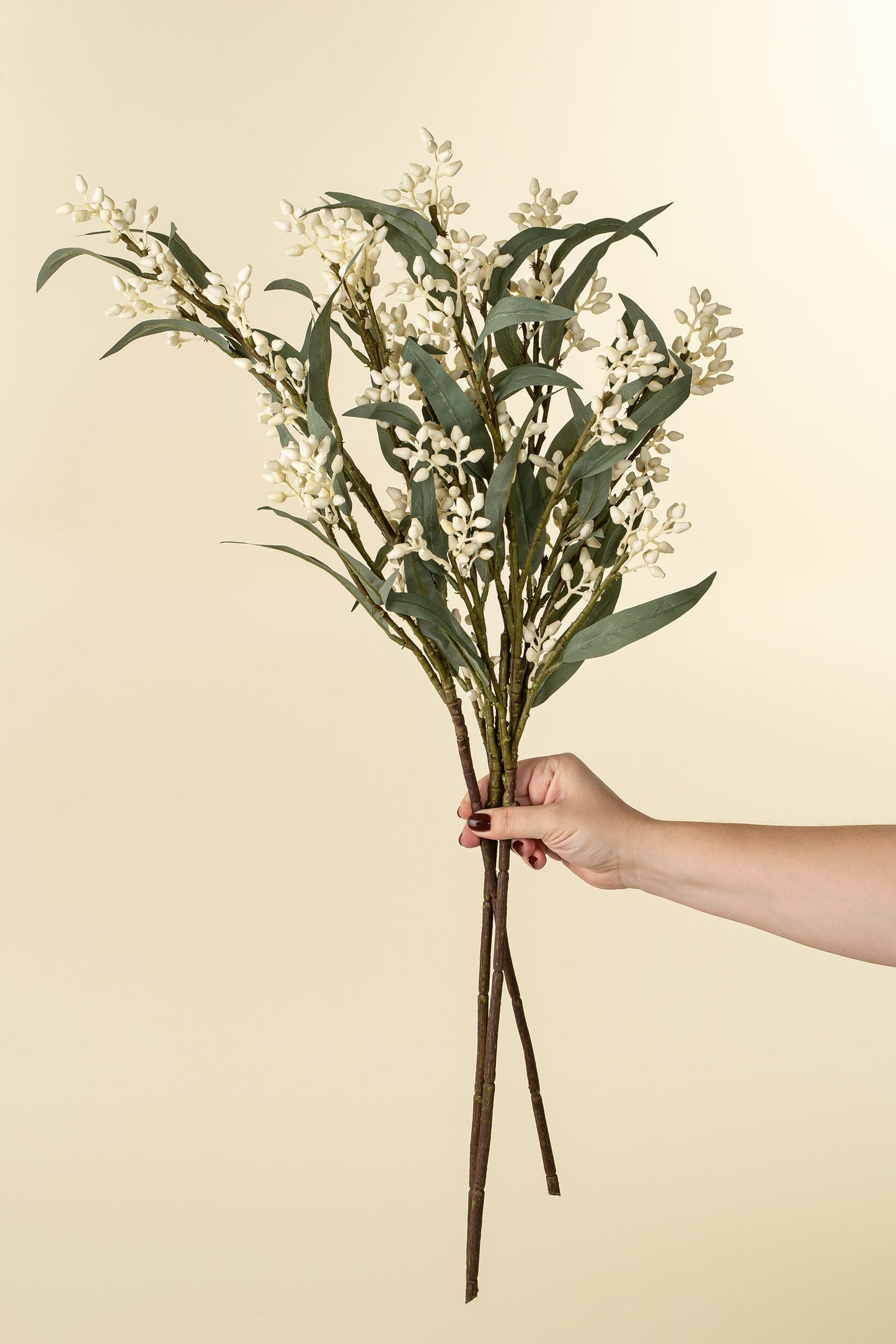 Flowering Eucalyptus Branch