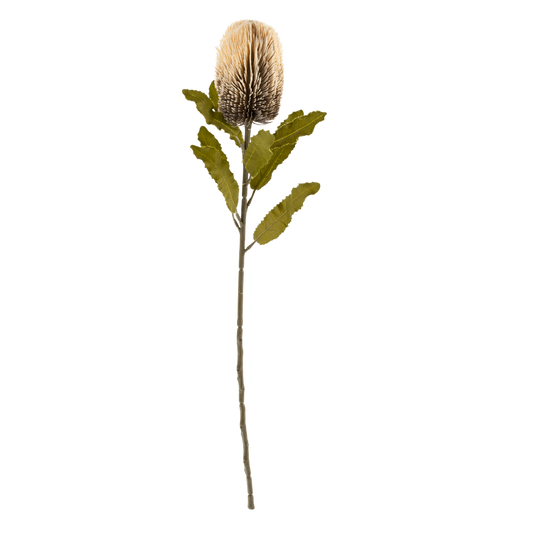 Banksia Floral Stem Cream