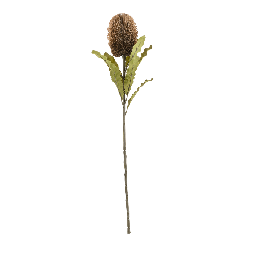 Banksia Floral Stem Brown