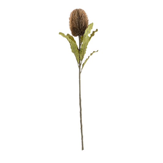 Banksia Floral Stem Brown