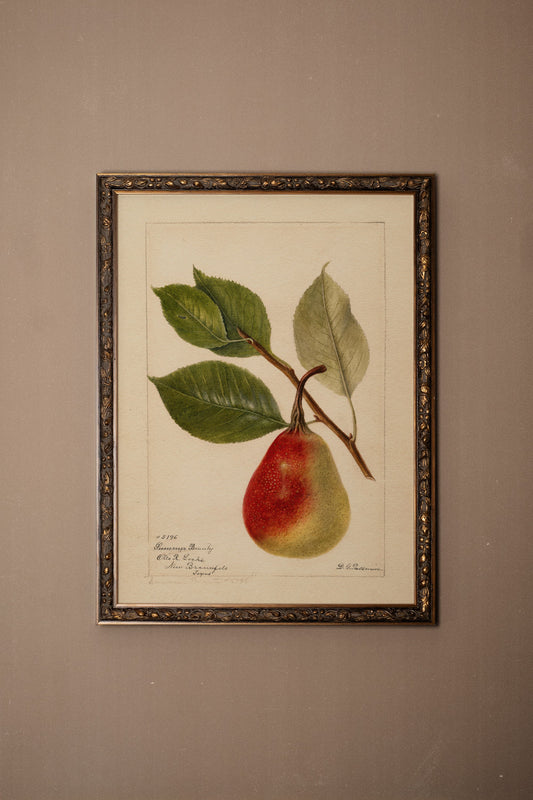 NECTAR DE LA SAISON, VINTAGE BRONZE FRAME