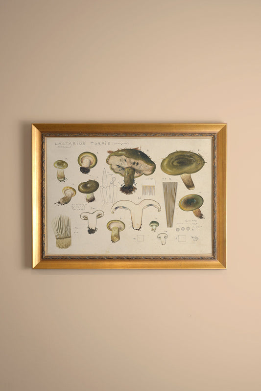 TRÉSOR FORESTIER, VINTAGE GOLD FRAME