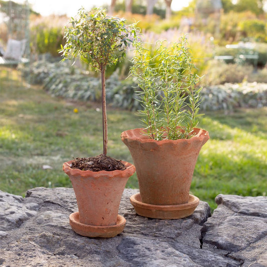 Frilly Edge Terracotta Pot w/ Saucer