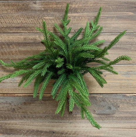 Faux Norfolk Pine Bundle - 5 Stems