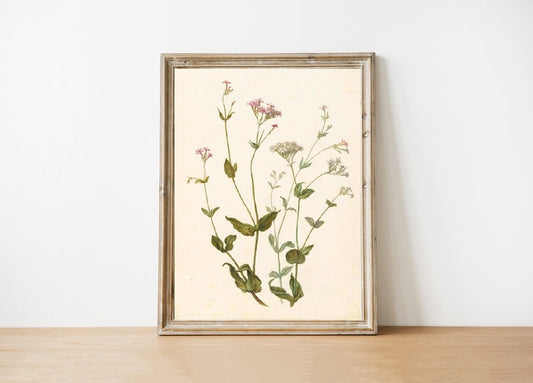 Vintage Print - Wildflower