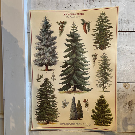 Poster - Christmas Trees