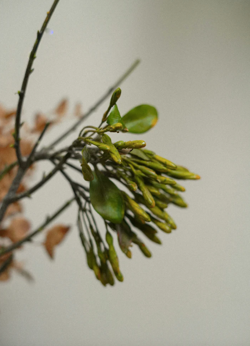 Wild Flower Spray, Green