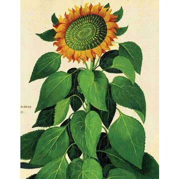 Card: Sunflower