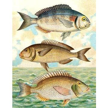 Card: Seaside Fish