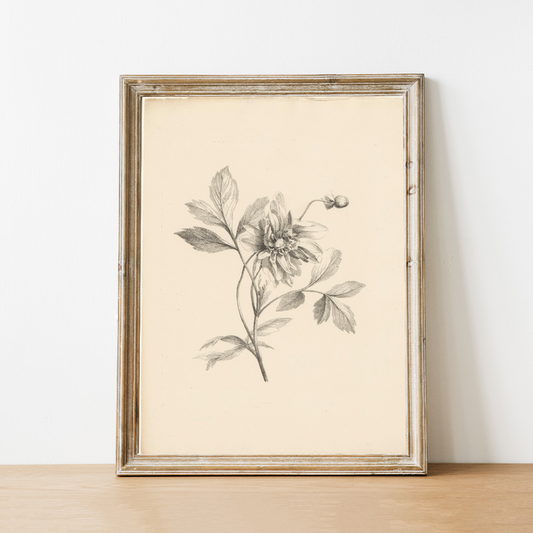 Vintage Print - Single Flower Sketch