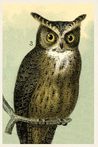 Postcard: Owl