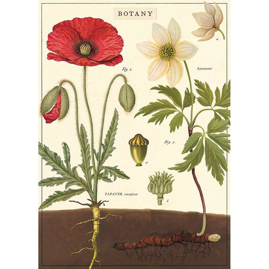 Poster- Botany