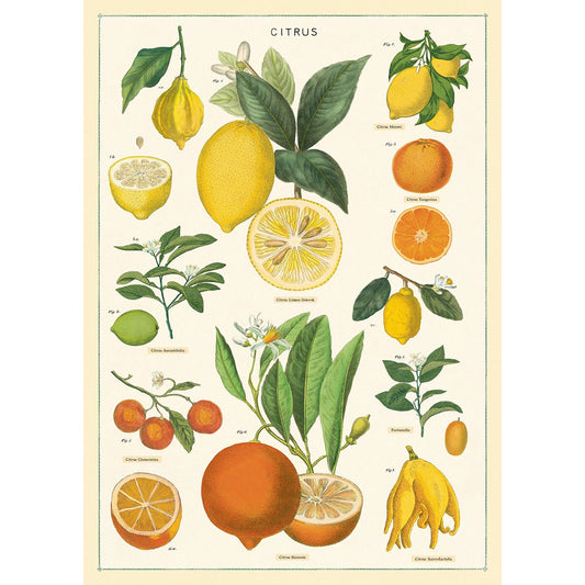 Poster- Citrus