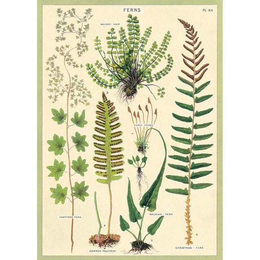 Poster- Ferns