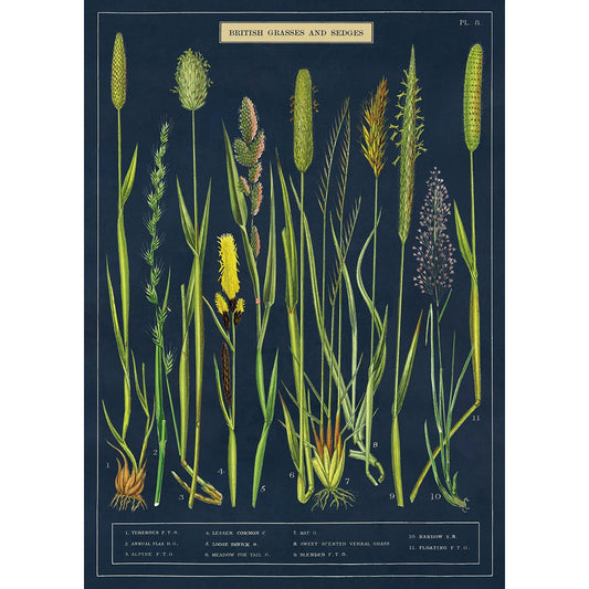 Poster- Grasses + Sedges