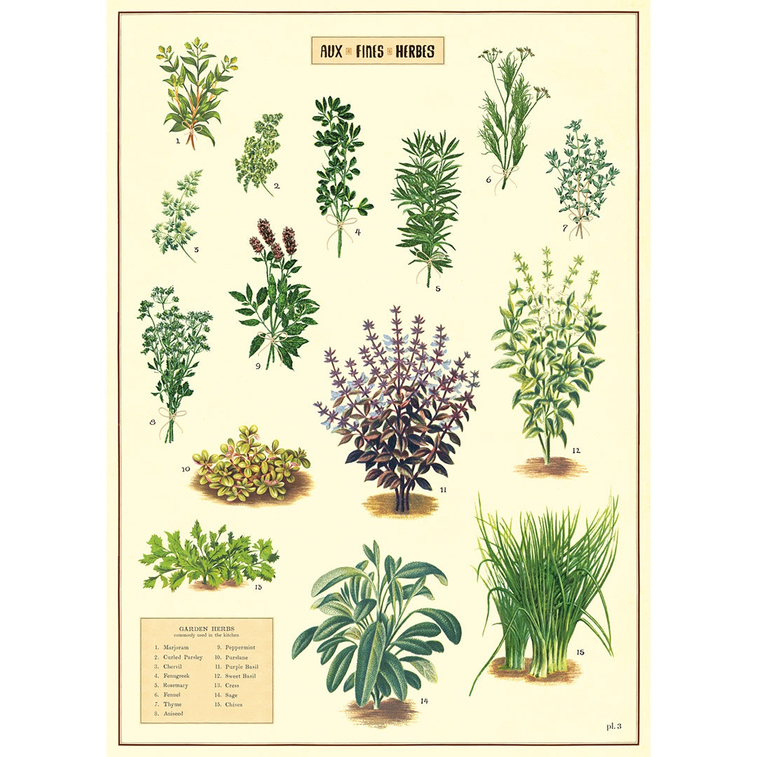 Poster- Kitchen Herbs