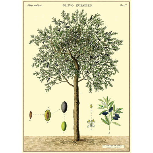 Poster- Olive Tree