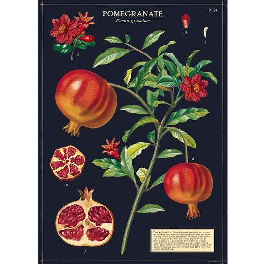 Poster - Pomegranate