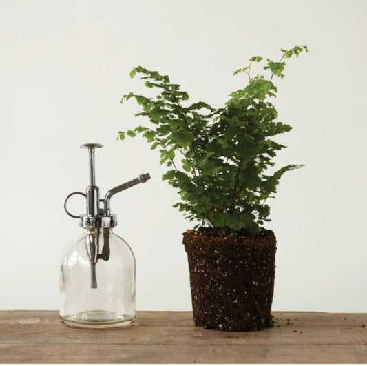 Plant Mister - Glass 6.25”h