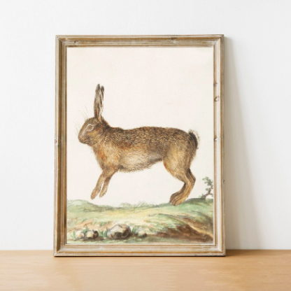 Vintage Print - Rabbit