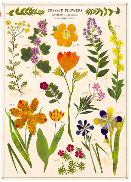 Poster - Pressed Flowers