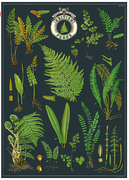 Poster - British Ferns