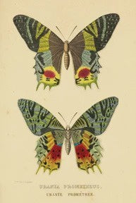 Postcard: Butterfly